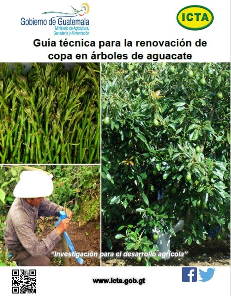 Calendario floral y de cosecha de los aguacates preseleccionados en tres zonas ecológicas del área de estudio en Guatemala (2006)